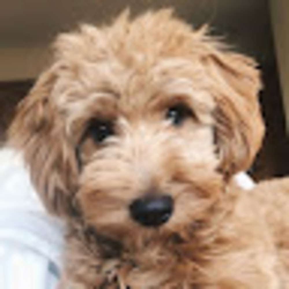 Meet your Posher, Ansleigh